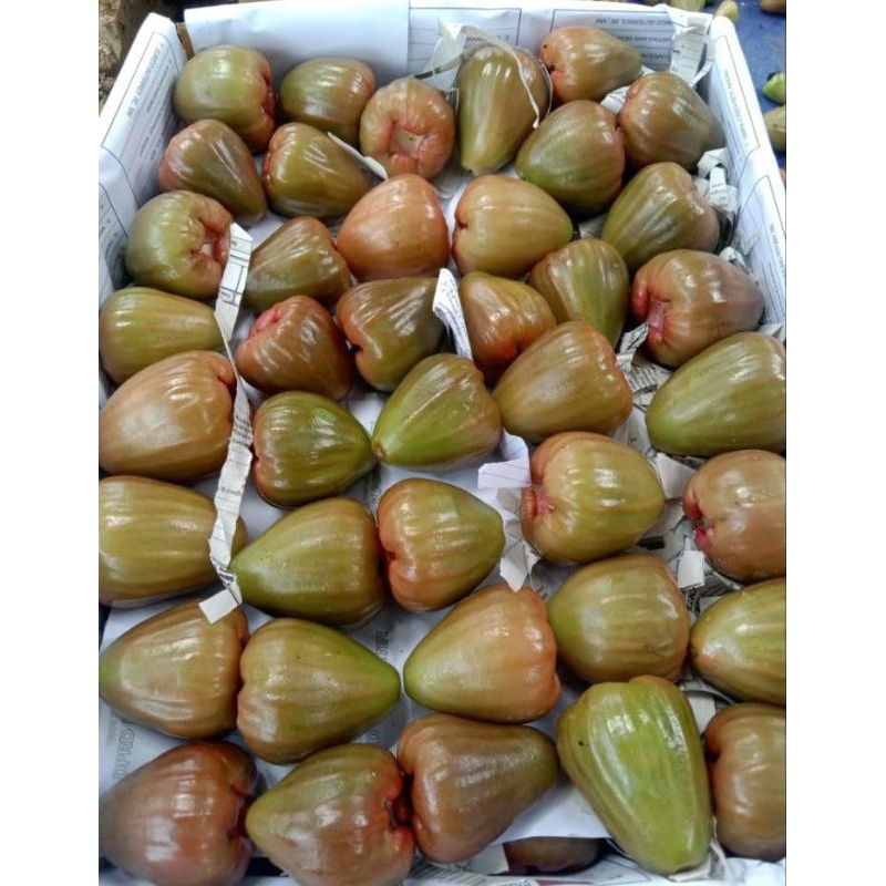 

Jambu Cincalo/Buah Segar/Buah Rujak