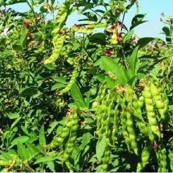 

terbaik kacang hiris / kacang gude 300 gr