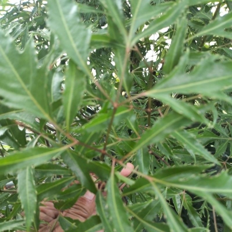 

Daun kedondong cina Segar Baru Petik 500gr