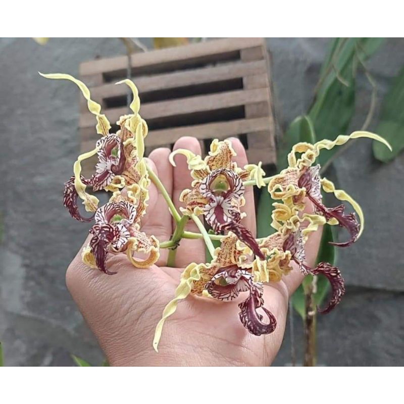 Dendrobium spectabile