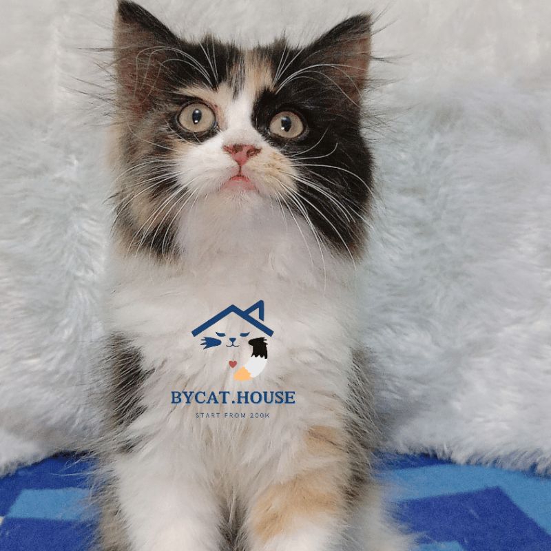 KITTEN PERSIA MEDIUM