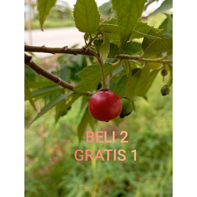 

BUAH CERI,KERSEN
