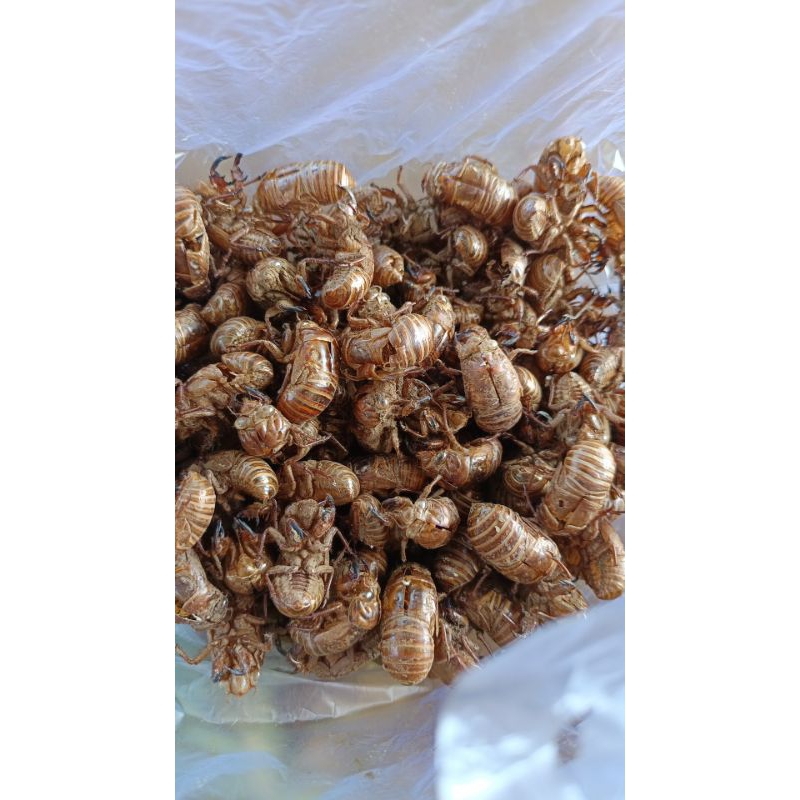 

kulit cicada/tonggeret kering