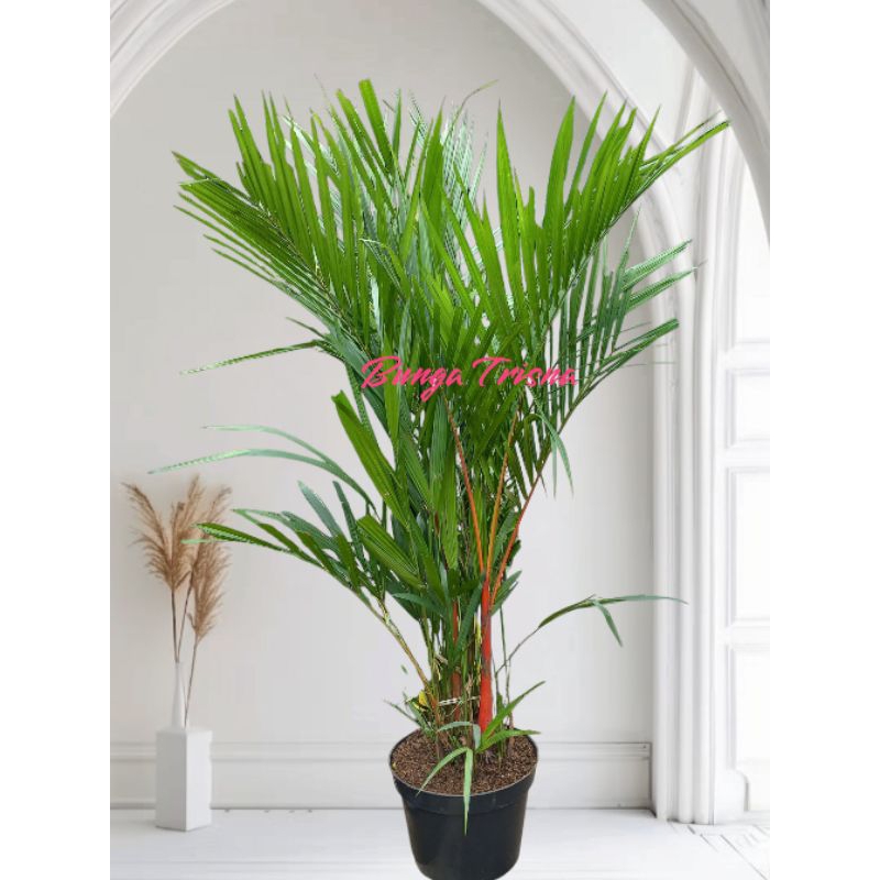 Tanaman Hias Palem Merah Rimbun 1 Meter plus Pot