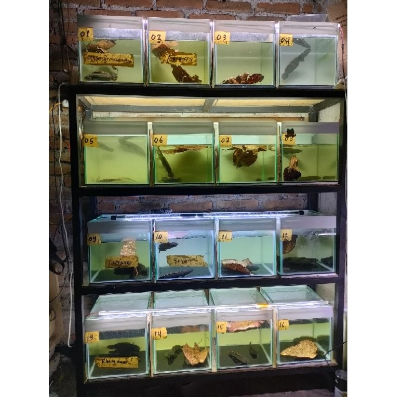 Channa limbata rim super tebal