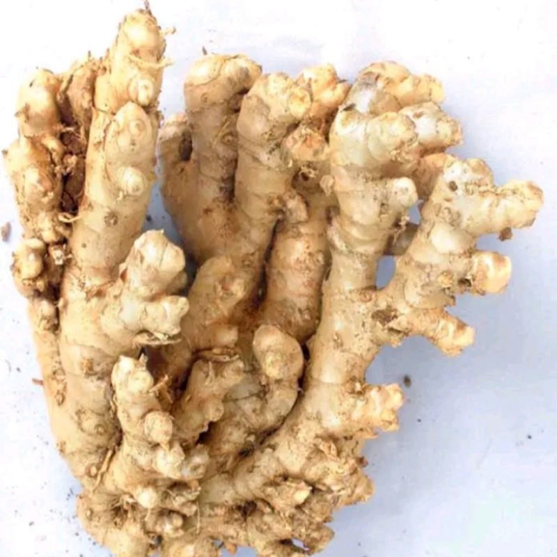 

Lempuyang segarrr puyang organik pres