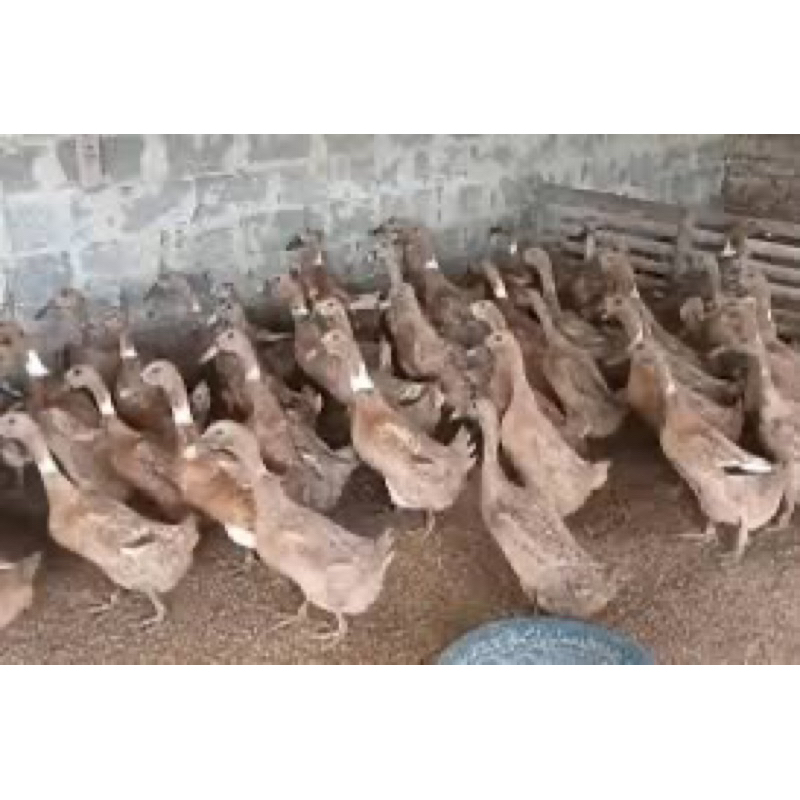

TELUR FERTIL BEBEK JAWA PETELUR HANDAL UNTUK DITETASKAN