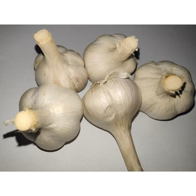 

BAWANG PUTIH KATING 1KG bawang putih kating 1 kg