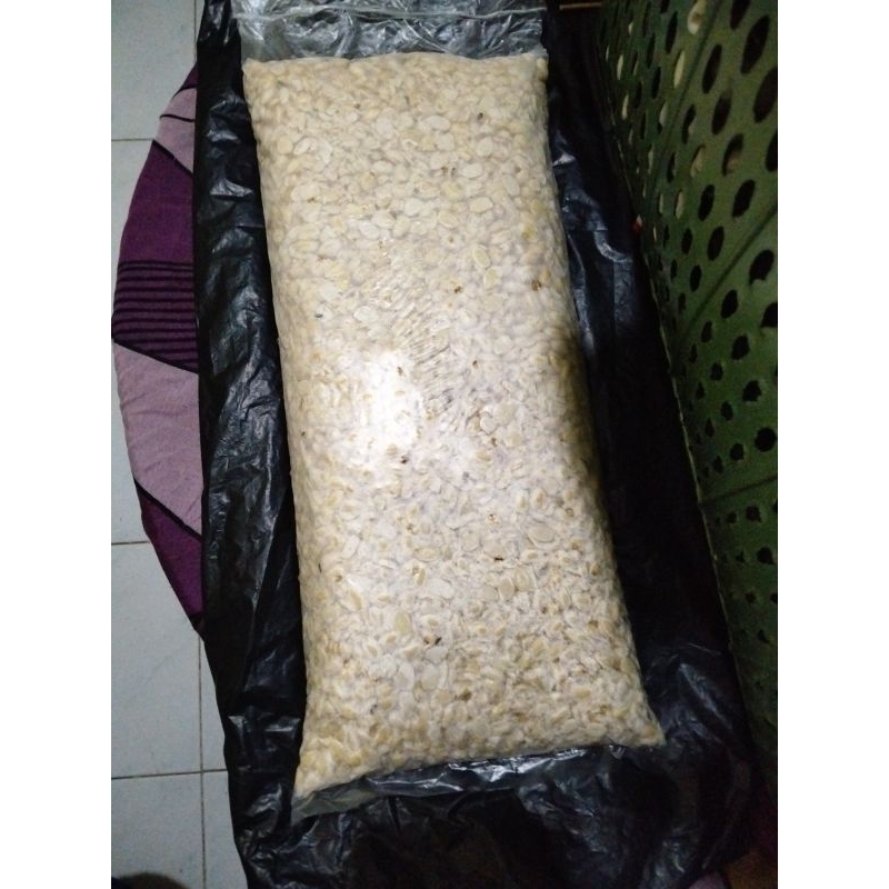 

TEMPE NGEB89