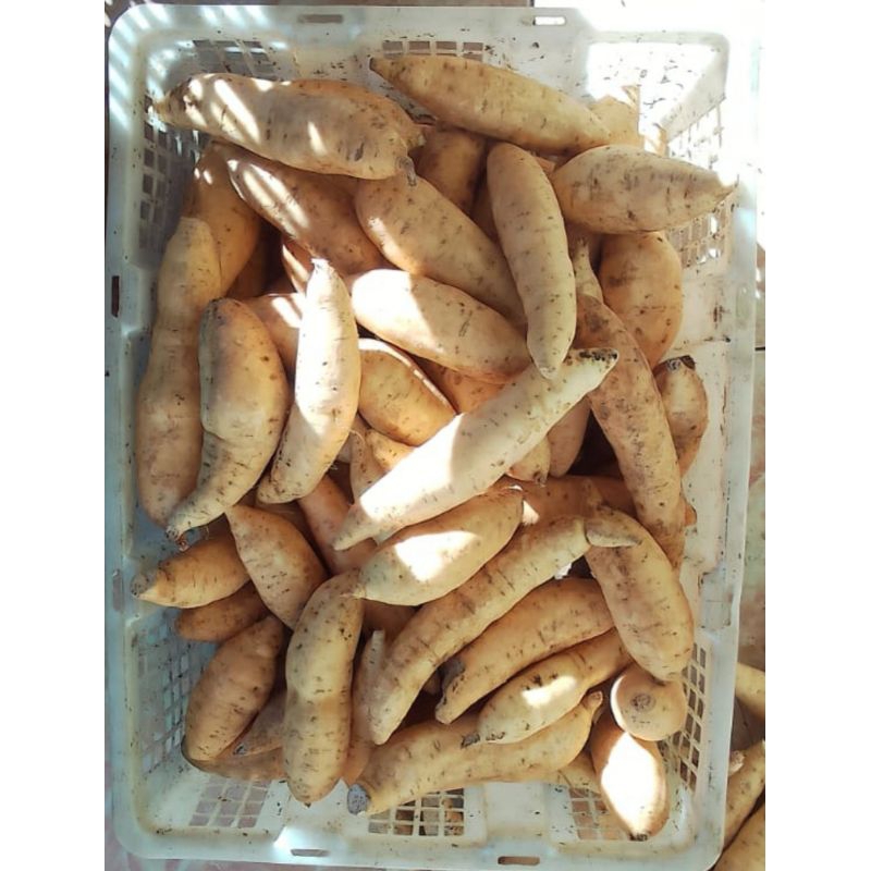 

1 kg Ubi cilembu Asli Spek TO