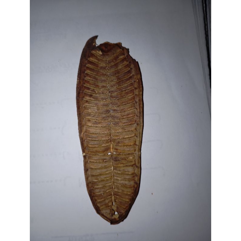 

dijual ikan tempel