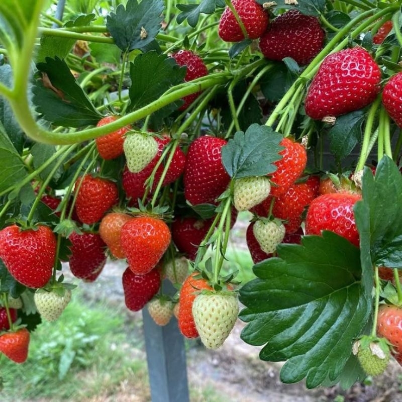 

Bibit Strawberry California – Buah Manis, Cepat Panen, Cocok untuk Pot & Polybag