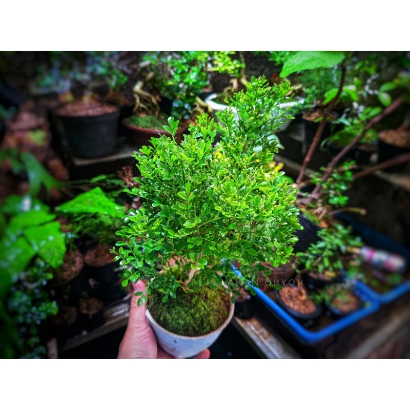 BONSAI MINI MAME KEMUNING MICRO MURRAYAMA PANICULLATA SIAP RAJIN BERBUNGA DAN RIMBUNPLUS POT