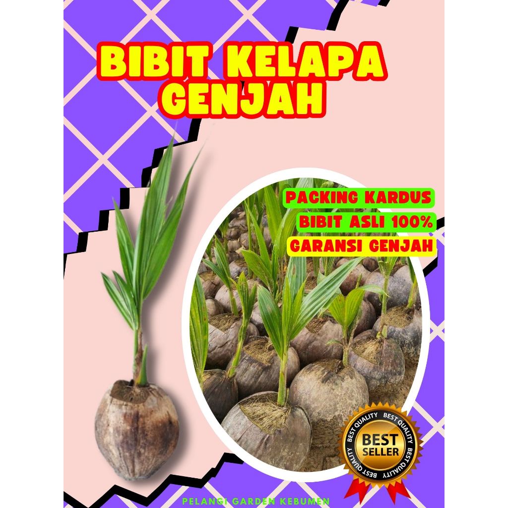 CEPAT BUAH..  Bibit Kelapa Buah Besar, Bibit Kelapa Buah, Bibit Kelapa Berbuah Pendek