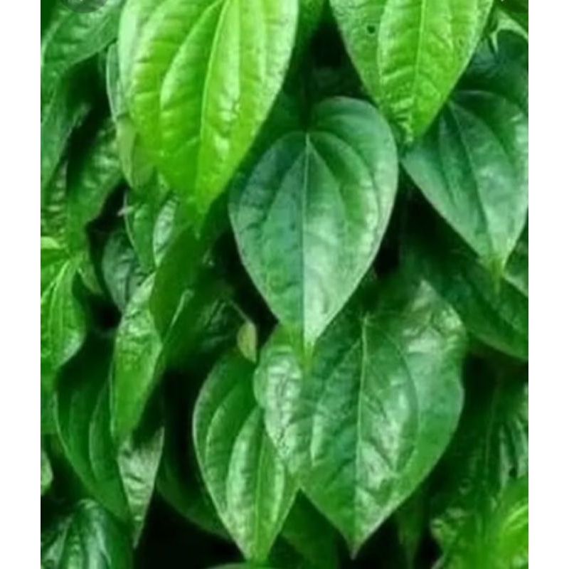 

Jual daun sirih segar petik langsung organik 500 gram