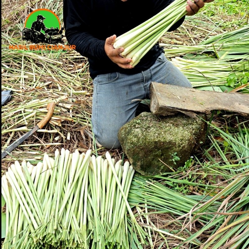 

Rempah SERAI / SEREH SEGAR Wangi 1 KG Kualitas terbaik Untuk Masak dan Sebagainya