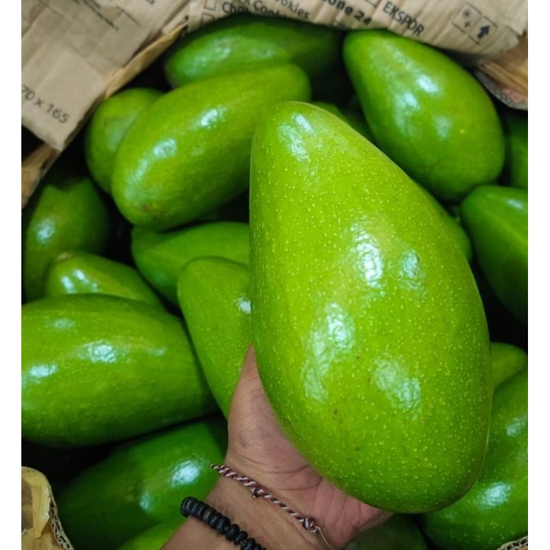 

Alpukat Mentega Siger size jumbo 1 kg isi 2-4 pcs