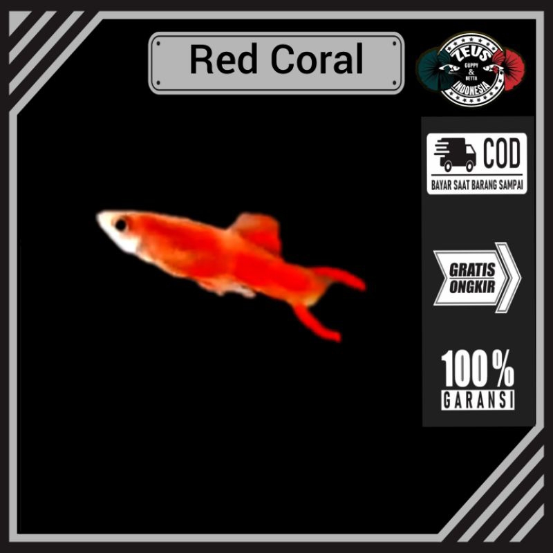 

endler Red Coral