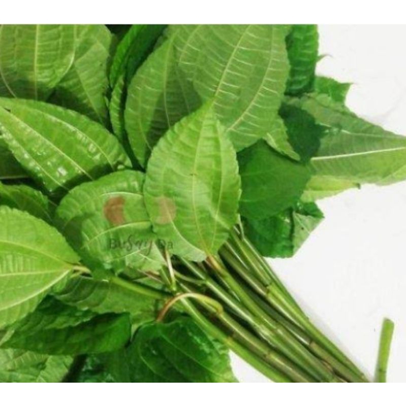 

Sayuran.paket.lengkap.