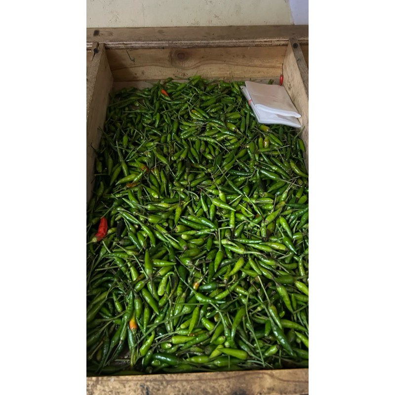 

Cabai Rawit Hijau