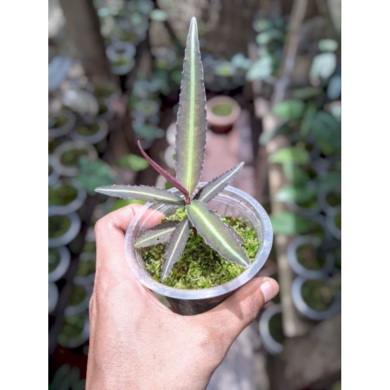 Ardisia sp anakan / Tanaman Ardisia / Tanaman Hias