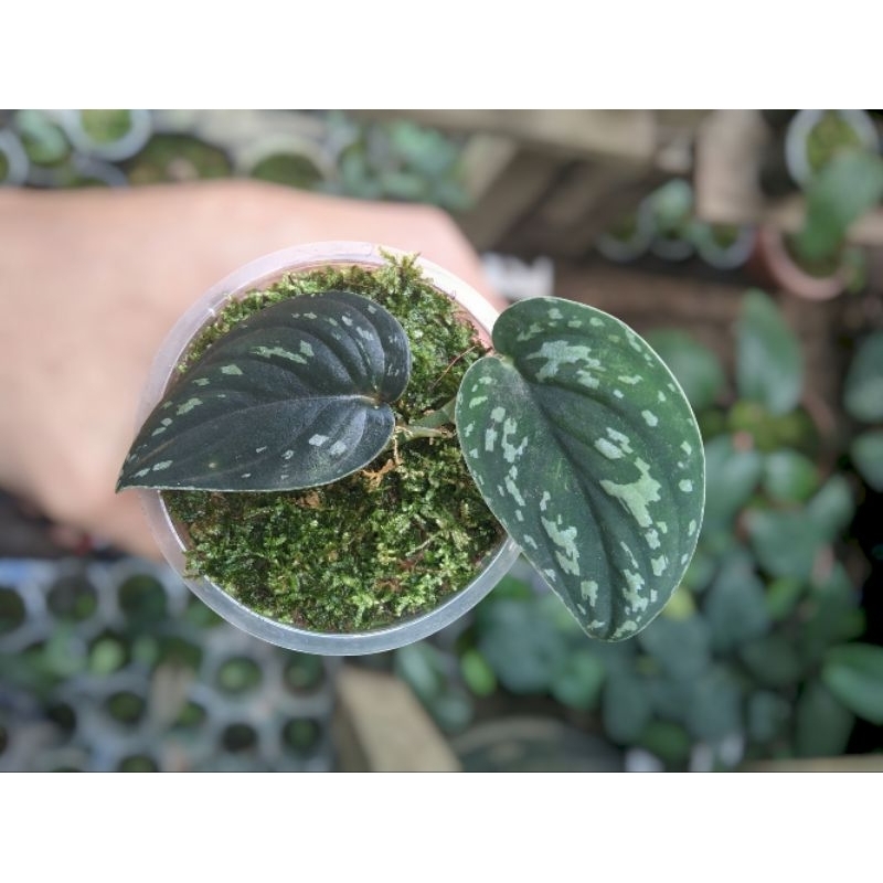 Tanaman Rambat - SCINDAPSUS TRICOLOR - Hiasan Dinding