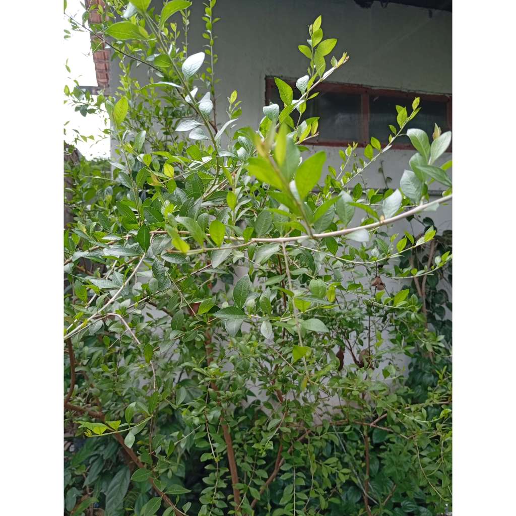 DAUN HENNA SEGAR/ INAI / PACAR ARAB / PACAR KUKU 100 GRAM