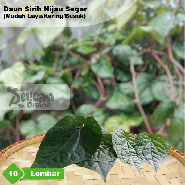 

Daun Sirih Hijau Segar 10 Lembar Obat Herbal Bahan Nyirih