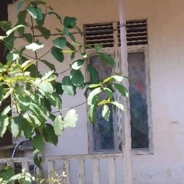 KODE P65J Daun Tanaman Herbal Kapuas Hulu Sudah Di CacahRemahan