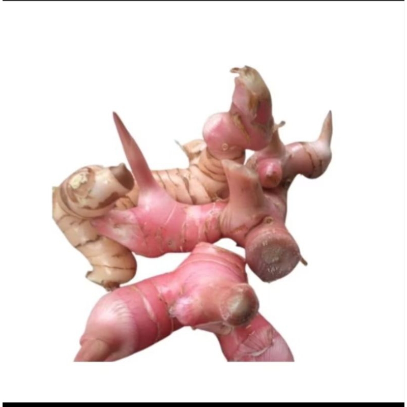 

lengkuas super besar fres