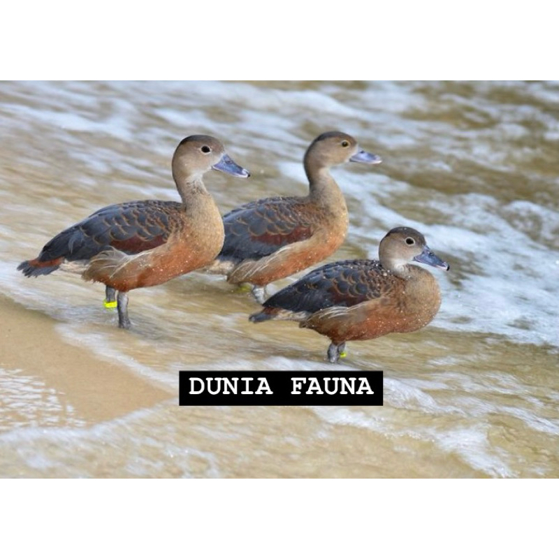 BELIBIS KEMBANG Hiasan aviary