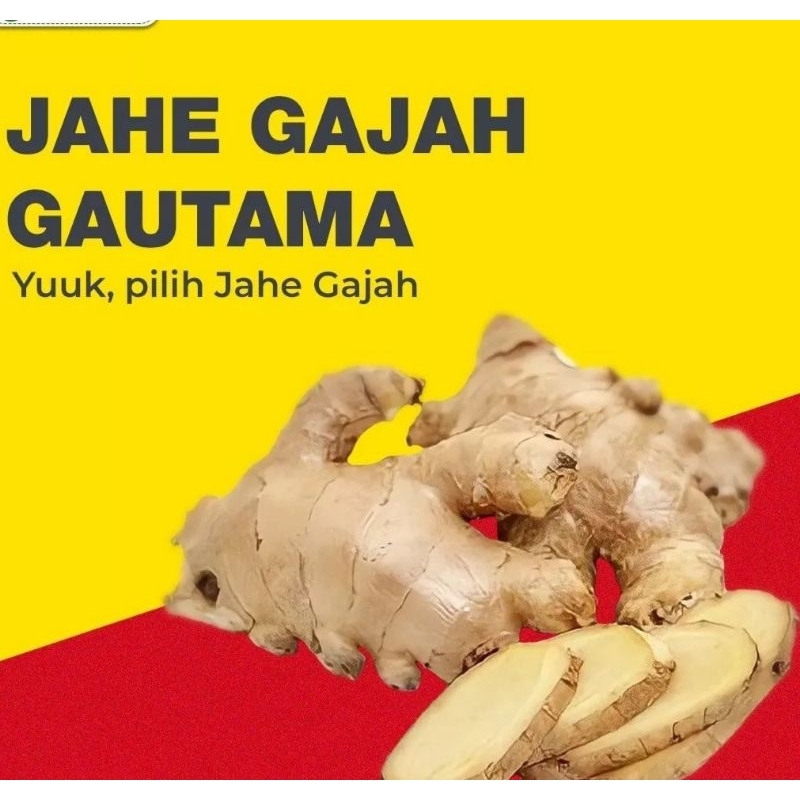 

Jahe Gajah Super Super Dan Besar Sudah Bersih 1/2 KG Bisa COD