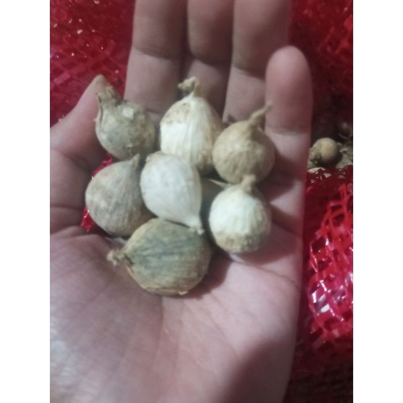 

Bawang lanang/tunggal lokal harga termurah