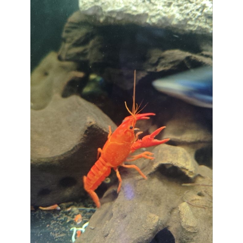 lobster hias air tawar merah clarki
