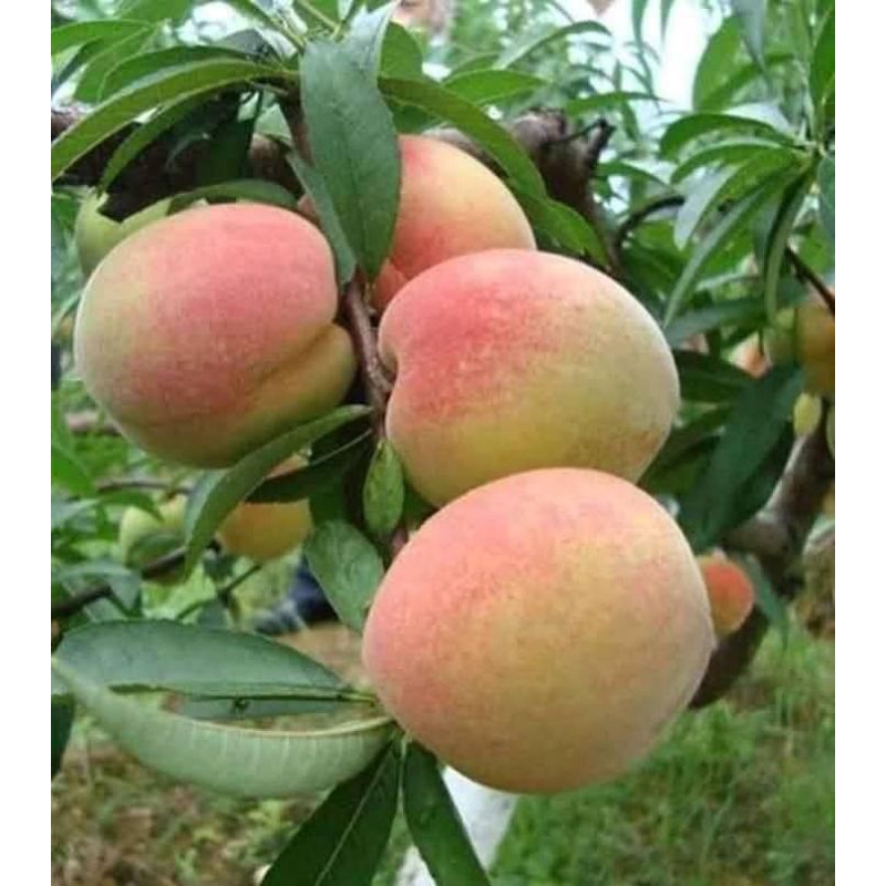 bibit buah persik sip berbuah