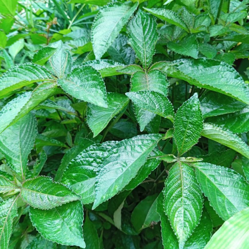 

Daun keji beling atau pecah beling segar 250 Gram