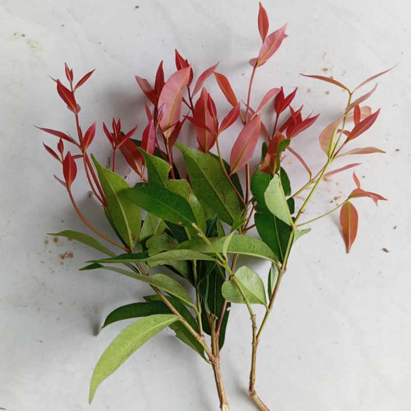 

Jual daun pucuk merah segar petik langsung paket 100 lembar