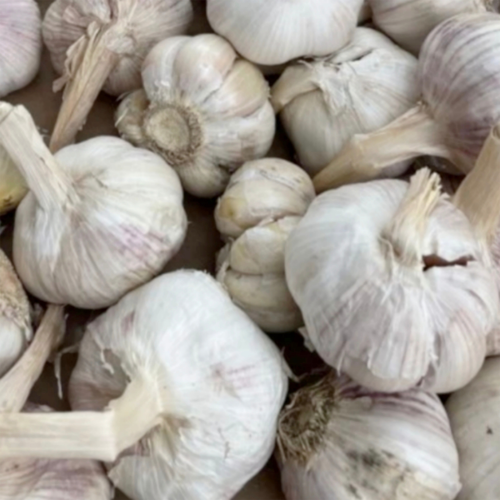 

Bawang Putih Honan Bonggol Utuh Kulit Luar Masih Ada Cocok Simpan Lama 500 gr 1 kg