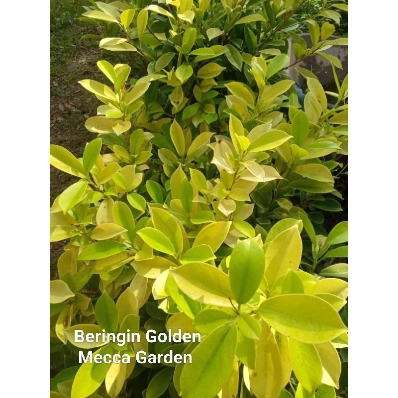 Bibit Bonsai BERINGIN GOLDEN (New-SUDAH BERAKAR)-(Rimbun)