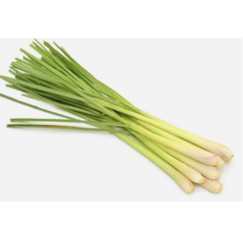 

SERRE BAGUS BESAR BESAR