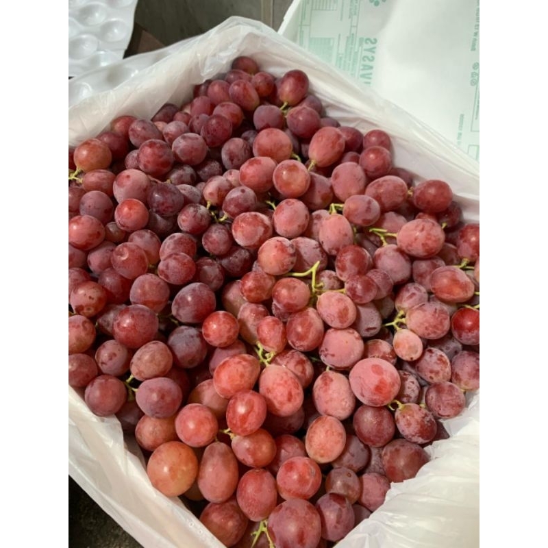 

Anggur Red Globe Aust