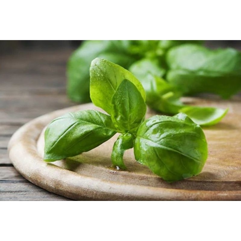 

JYOTI DAUN BASIL 100 GR