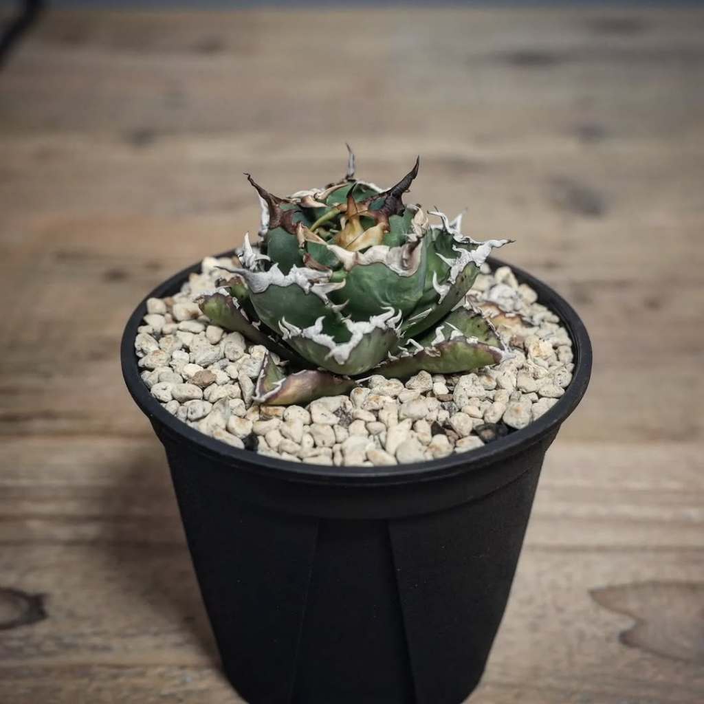 Agave Titanota Barracuda / Kyosashi Yuei Ganryu Bibit
