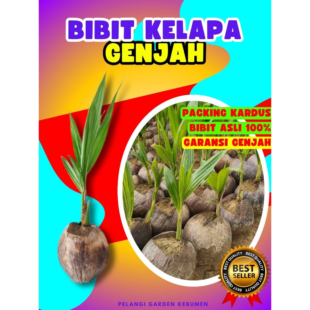 BIBIT UNGGUL.. Bibit Kelapa Kopyor Asli 100%, Bibit Kelapa Kopyor, Bibit Kelapa Kopyor Genjah