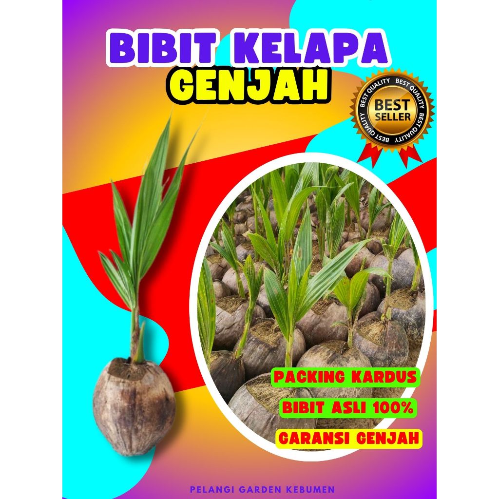 CEPAT BERBUAH.. Bibit Kelapa Kuning Pendek, Bibit Kelapa Kampung, Bibit Kelapa Kembar