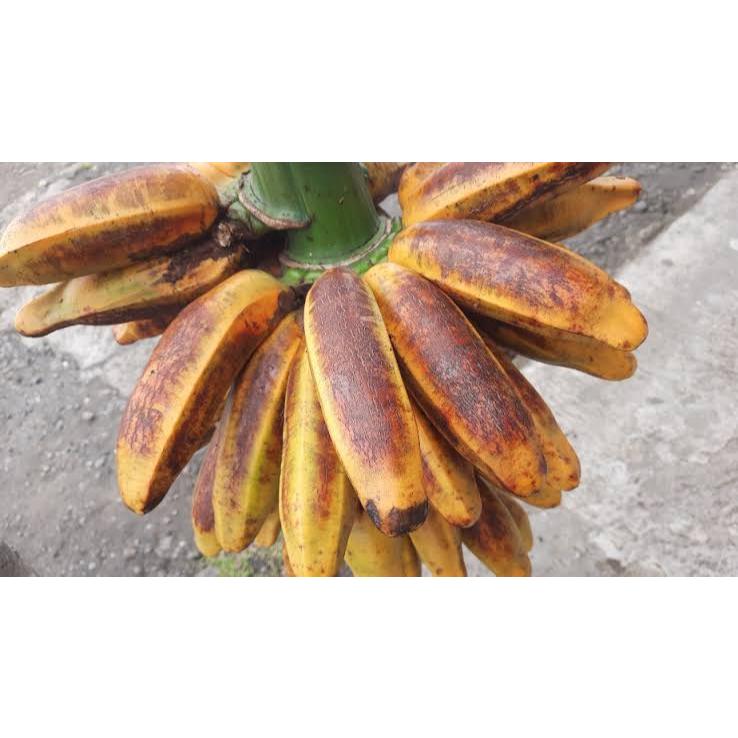 

pisang ranggap/tongkat /songgo langit per biji