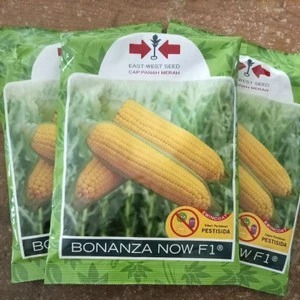 

PROMO !! benih Jagung manis BONANZA 1800 BUTIR KEMASAN asli Pabrik