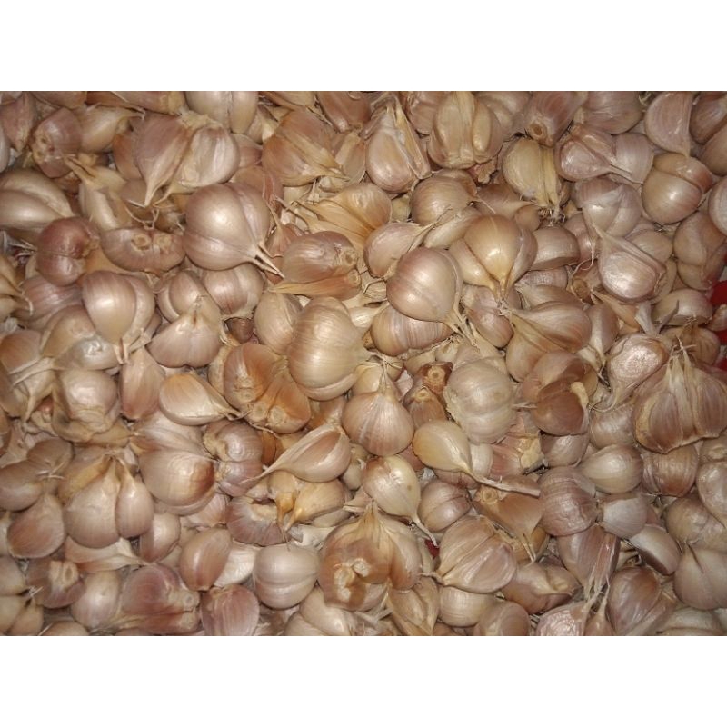 

Bawang Putih Kating Bersih Premium 500gr / Bawang Putih Bersih / Bawang Putih Kating Segar Harum Gurih / Garlic Premium / Bawang Putih Termurah / Bawang Kating Terlaris