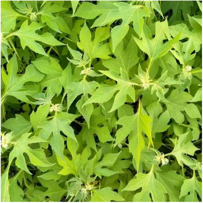 

daun insulin/insolin/Ki pait segar 200gram obat herbal diabetes dan lain lain