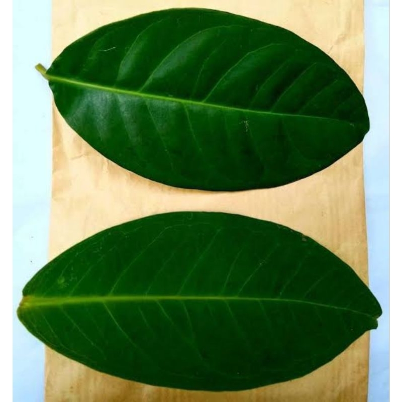 

daun salam herbal 1kg